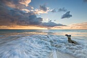 The waves and caribbean sunset frames tree trunks on Ffryers Beach Antigua and Barbuda Leeward Islands West Indies.