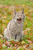 Eurasian Lynx, Lynx lynx, in Autumn, Germany, Europe.