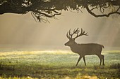 Red deer, Cervus elaphus, Male, in Rutting Season with Morning Mist, Europe.