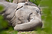 Asian Elephant sleeping, Elephas maximus, Zoo