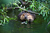 Beaver eating willow, Castor fiber, Alaska, USA