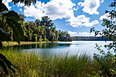 Kratersee Lake Barrine, Crater Lakes Nationalpark, Atherton Tablelands, Queensland, Australien