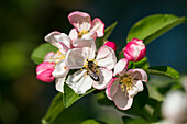 Apple Tree blossoms, Malus spec., honey bee, spring, Bavaria, Germany