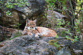 European Lynx, Lynx lynx; Nationalpark Bayrischer Wald, Bavaria, Germany