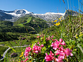 Hintertux glacier, Alpine Rose flowers, Rhododendron hirsutum, summer, Zillertal, Tyrol, Austria, Europe