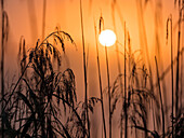 sunrise with reed, Bavaria, Germany, Europe