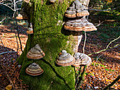 Hoof Fungus on dead beech tree, Fomes fomentarius, Upper Bavaria, Germany, Europe