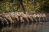 A flock of sheep drinking at a water hole in the northern part of the Englischer Garten, Munich, Upper Bavaria, Germany