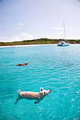 EXUMA, Bahamas. Swimming pigs at Big Major Cay.