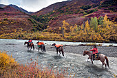 USA, Alaska, Cantwell, Horse Pack trip into the Jack River Valley at the base of the Alaska Range with Gunter Wamser and Sonja Endlweber