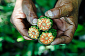 BELIZE, Punta Gorda, Village of San Pedro Colombia, farmer Eladio Pop shows the colorful inside of a plant in his Cacao Farm