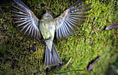 USA, California, Mill Valley, a beautiful dead bird lays atop a patch of green moss