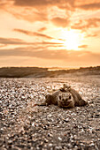 GALAPAGOS ISLANDS, ECUADOR, marine iguanas hanging out on the rocks on Fernandina Island