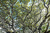 HAWAII, Oahu, North Shore, Acacia Tree in the Waimea Valley