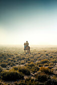 USA, Nevada, Wells, cowboy and wrangler Clay Nannini out early herding the mustangs at Mustang Monument, A sustainable luxury eco friendly resort and preserve for wild horses, Saving America's Mustangs Foundation