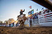 USA, Oregon, Sisters, Sisters Rodeo, cowboys ride a 2,000 pound bull with virtually no control for as long as they can