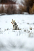 USA, Wyoming, Yellowstone National Park, a coyote hunts for food on Blacktail Deer Plateau North of Prospect Peak