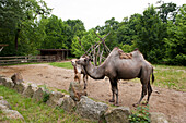 Kamel, Tierpark, Stadt Haag, Salaberg, Mostviertel, Niederösterreich, Österreich, Europa