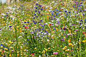 flowery meadow, Austria, Europe