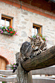 tabby, cat, Austria, Europe