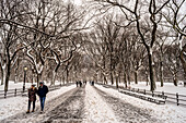 Snow-Covered Trees In The Mall, Central Park; New York City, New York, United States Of America