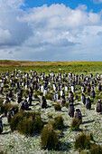 Adult Gentoo Penguins (Pygoscelis Papua) At Bertha's Beach; Falkland Islands