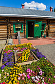 A summer garden grows flowers outside the Sullivan Roadhouse Historical Museum; Delta Junction, Alaska, United States of America