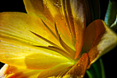 Backlit Lily (Liliaceae) In Studio; New York, United States Of America