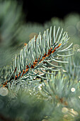 Blue Spruce Pine Needles (Pinaceae), 'moonsii' Picea Pungens, New York Botanical Garden; Bronx, New York, United States Of America