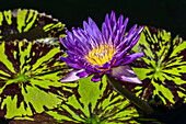 Tropical Waterlilies (Nymphaea), 'blue Aster' Nymphaeaceae, New York Botanical Garden; Bronx, New York, United States Of America