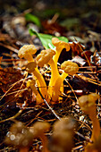 Mushrooms Growing On The Forest Floor, Bon Echo Provincial Park; Ontario, Canada