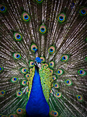 Peacock Displaying; Victoria, British Columbia, Canada