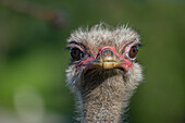 Close-Up Of Ostrich (Struthio Camelus) Against Blurred Green Background; Cabarceno, Cantabria, Spain