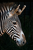 Close-Up Of Grevy's Zebra (Equus Grevyi) Head In Profile Against A Black Background; Cabarceno, Cantabria, Spain