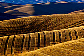 Harvested Fields On Rolling Hills With Shadows Cast At Sunset; Washington, United States Of America