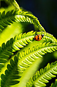 Close-Up Of Fern Leaves Backlit With A Ladybug (Coccinella Magnifica); Calgary, Alberta, Canada