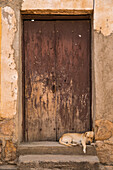 Puppy Sleeping In An Old Doorway; Tarata, Bolivia