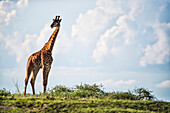 Portrait Of A Giraffe Standing In The Serengeti; Tanzania