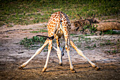 A Giraffe (Giraffa) In An Awkward Position With Legs Sprawled, Murchison Falls National Park; Uganda