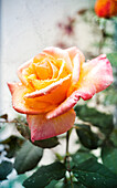 September Rose Blooming In The Rain; Surrey, British Columbia, Canada