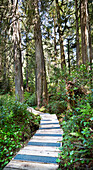 A Boardwalk Trail Going Through A Forest; British Columbia, Canada