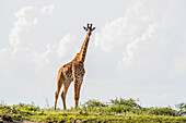 Portrait Of A Giraffe (Giraffa) Standing On The Plains Of The Serengeti; Tanzania