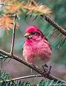 Purple finch (Carpodacus purpureus) perched on a coniferous tree branch; Ontario, Canada