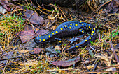 Spotted Salamander (Ambystoma maculatum) on the ground with dead leaves;