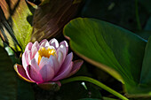 A pink Water Lily (Nymphaeaceae) blooms in a pond; Astoria, Oregon, United States of America