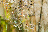 Dew sparkles on the grass on a summer morning; Astoria, Oregon, United States of America