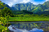 Mirror image of green, foliage covered mountains and fields of taro crops; Hanalei, Kauai, Hawaii, United States of America