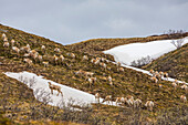 A herd of caribou (Rangifer tarandus), cows and young calves, climb a hill near Stony Dome in Denali National Park in early summer; Alaska, United States of America