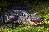 An American Alligator (Alligator mississippiensis) basks in the sun in Shark Valley, Everglades National Park; Florida, United States of America