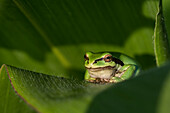 A tree frog guards a garden while resting on a plant in the Pacific Northwest